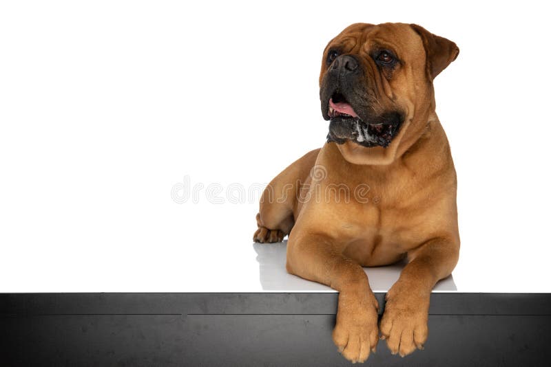 Curious bullmastiff dog with paws on table looking up, drooling and panting while laying down on white background in studio. Curious bullmastiff dog with paws on table looking up, drooling and panting while laying down on white background in studio