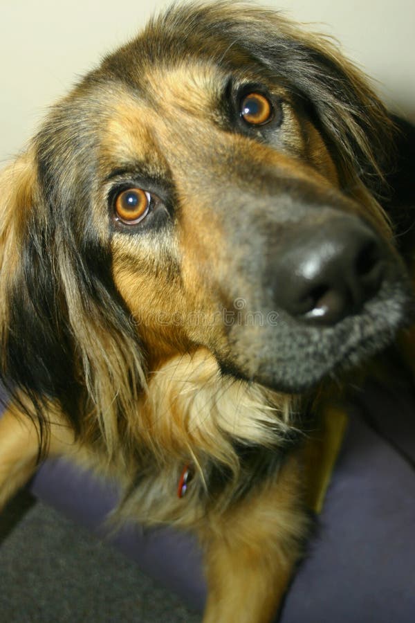 nyfiken hund arkivfoto nyfiken hund arkivfoto