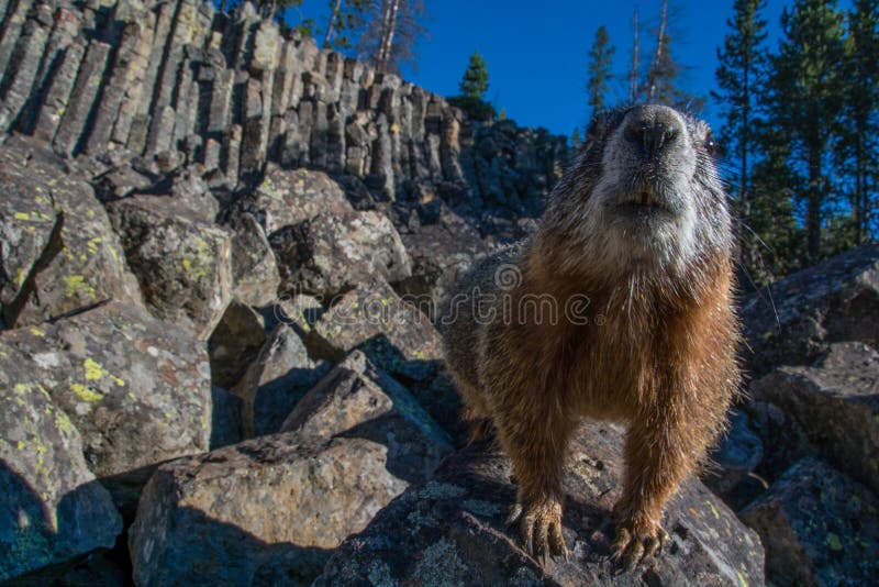 nyfiken marmot arkivfoton nyfiken marmot arkivfoton