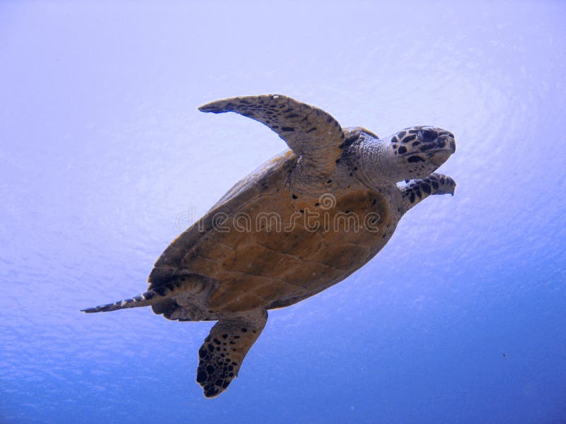 nyfiken utsatt för fara hawksbillhavssköldpadda