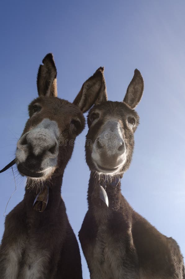 Curious pair of donkeys with skies in the background. Curious pair of donkeys with skies in the background