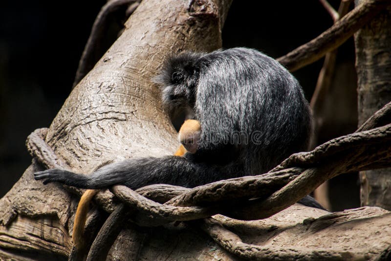 Nyfödda Ebony Langur och moder arkivbild Nyfödda Ebony Langur och moder arkivbild