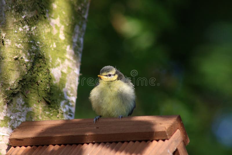 Nyligen bliven flygfärdig paruscaeruleus för blå mes på nestbox arkivbilder Nyligen bliven flygfärdig paruscaeruleus för blå mes på nestbox arkivbilder