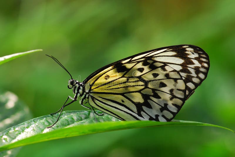 nymph butterfly