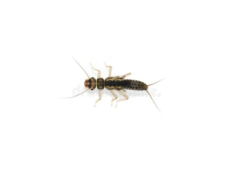 Nymph van plecoptera onecht aquatisch insect op wit