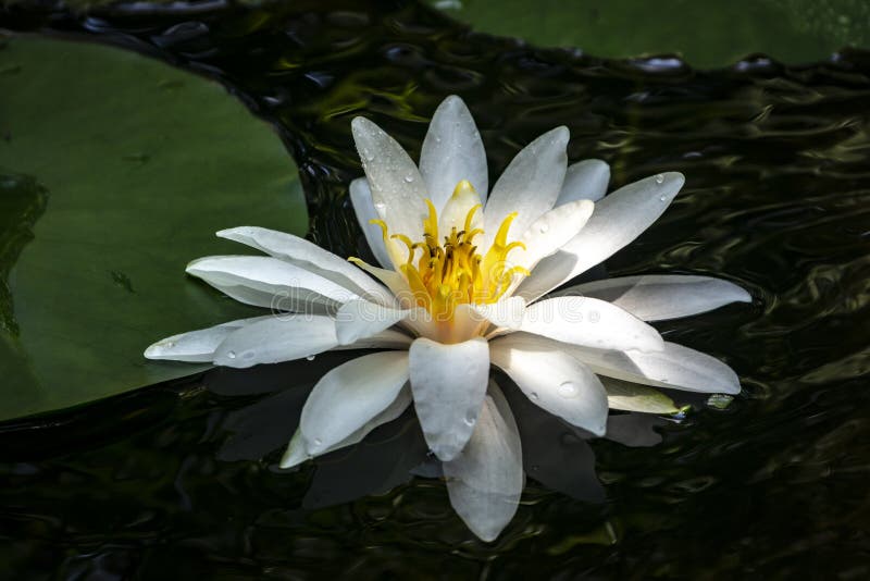 Nymphaea blanc de ` de Marliacea Rosea de ` de nénuphar dans un étang sur un fond des ves foncés image stock Nymphaea blanc de ` de Marliacea Rosea de ` de nénuphar dans un étang sur un fond des ves foncés image stock