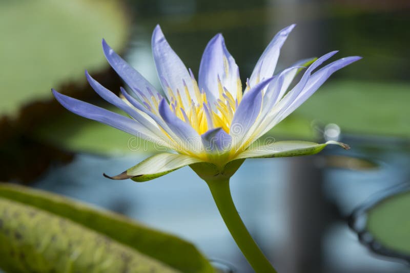 Nymphaea Caerulea - Lotus bleu de l'Egypte