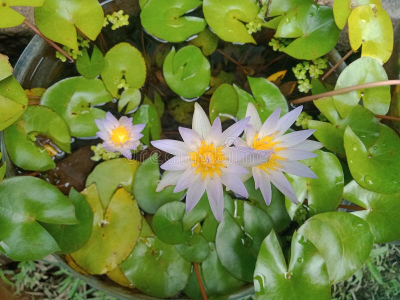 Blå lotus (Nymphaea caerulea) arkivbild