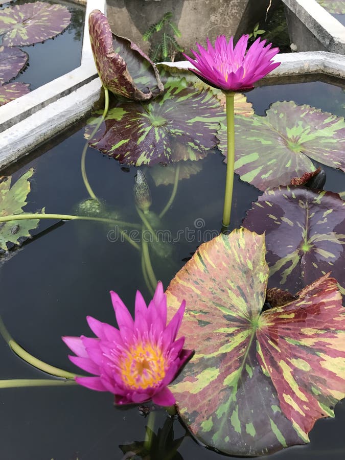 Nymphaea nouchali lub Gwiazdowa Wodna leluja obraz stock Nymphaea nouchali lub Gwiazdowa Wodna leluja obraz stock