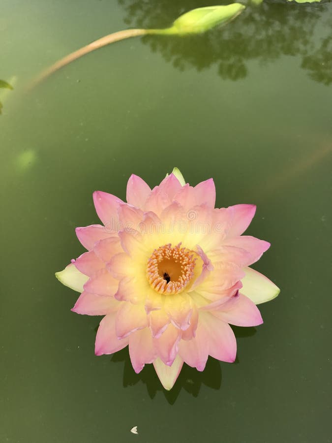 Nymphaea nouchali lub Gwiazdowa Wodna leluja zdjęcia stock Nymphaea nouchali lub Gwiazdowa Wodna leluja zdjęcia stock