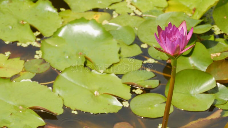 Nymphaea rosa porpora dell'acqua in uno stagno con una fontana Innaffi il giardino Bello fiore vietnam immagine stock Nymphaea rosa porpora dell'acqua in uno stagno con una fontana Innaffi il giardino Bello fiore vietnam immagine stock