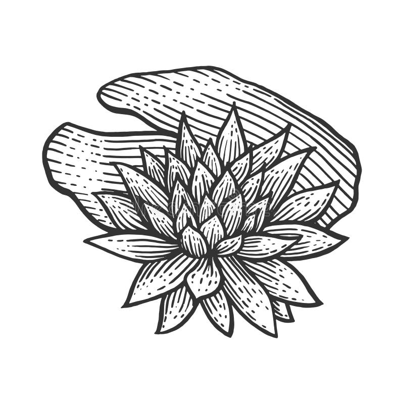 Nymphaea Water Lily Flower Sketch Engraving Vector Stock Vector ...