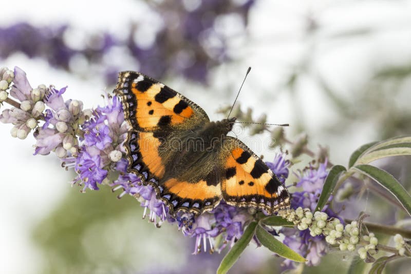 Nymphalis urticae (Aglais urticae), Small Tortoiseshell on Monks pepper flower, Lower Saxony, Germany, Europe. Nymphalis urticae (Aglais urticae), Small Tortoiseshell on Monks pepper flower, Lower Saxony, Germany, Europe