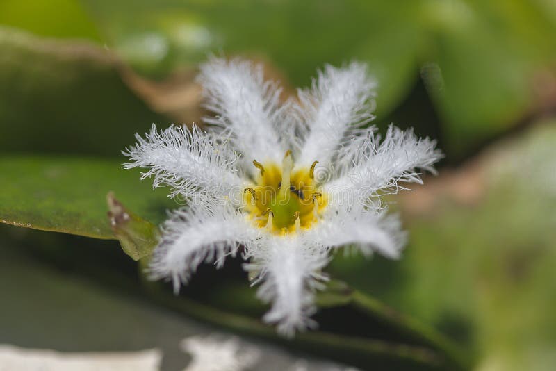 Nymphoides indica è un piccolo galleggiante dell'acqua immagini stock Nymphoides indica è un piccolo galleggiante dell'acqua immagini stock