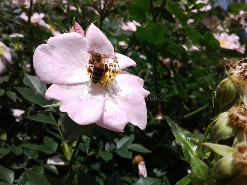 Nyponet är en charmig blomma för bin Delikata nyponblommor är köket för biet royaltyfri fotografi Nyponet är en charmig blomma för bin Delikata nyponblommor är köket för biet royaltyfri fotografi