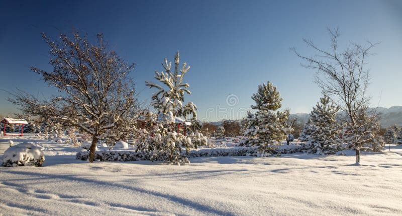 Nytt insnöat morgonen i parkerar royaltyfri fotografi Nytt insnöat morgonen i parkerar royaltyfri fotografi