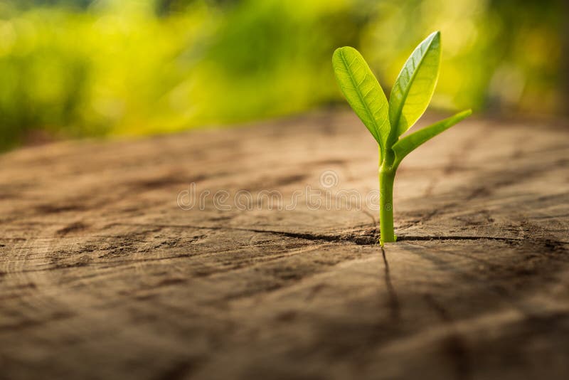 New Life concept with seedling growing sprout tree.business development symbolic. New Life concept with seedling growing sprout tree.business development symbolic.