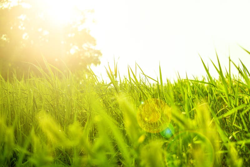 Fresh juicy green grass on the lawn. Grass in sunlight and glare. Summer sunset. Nature background. Photo with place for text. Copyspace. Fresh juicy green grass on the lawn. Grass in sunlight and glare. Summer sunset. Nature background. Photo with place for text. Copyspace.