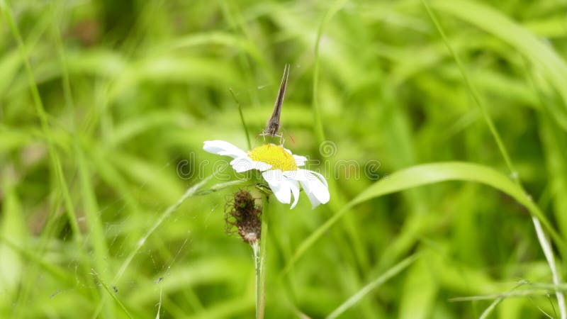 Näherer Blick des Pförtners stockfotos Näherer Blick des Pförtners stockfotos