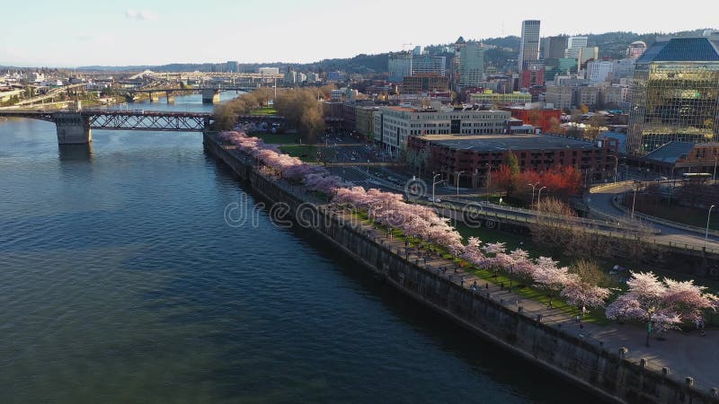 Nähernde Kirschluftblüten in der Uferpromenade in Portland Oregon