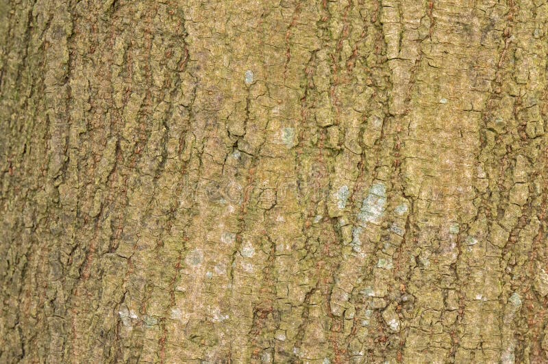 Close Up Bark Of A Acer Negundo Tree At Amsterdam The Netherlands 4-4-2024. Close Up Bark Of A Acer Negundo Tree At Amsterdam The Netherlands 4-4-2024.