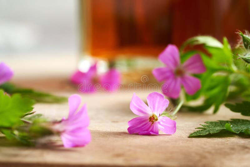 Nära en färsk blomning av herbrobert eller geranium robertianum-planta med tinktur royaltyfri foto