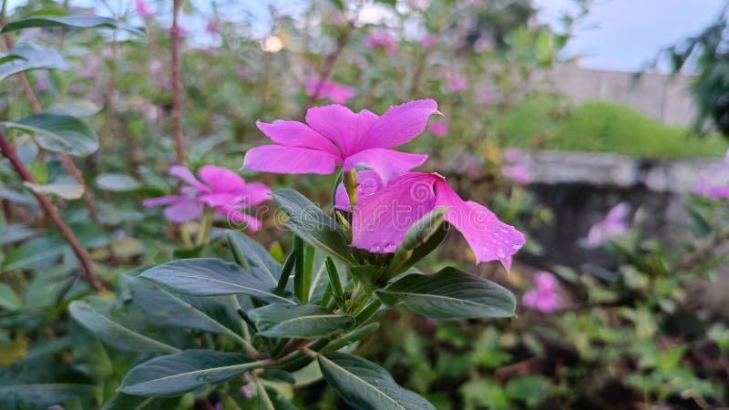 Nära en perivinkelblomma royaltyfri bild
