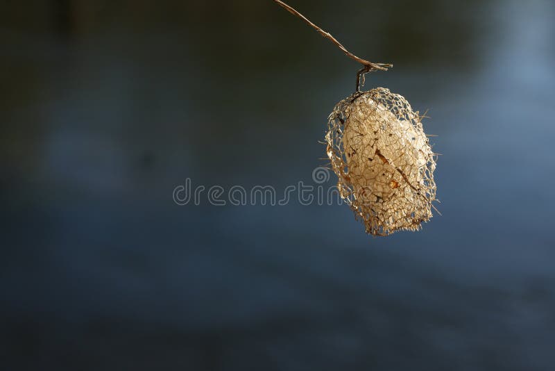Nära foto av krypet täcker med en plasthinna floden på bakgrunden av vatten arkivfoton Nära foto av krypet täcker med en plasthinna floden på bakgrunden av vatten arkivfoton