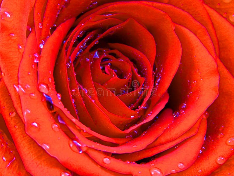 Nära foto på en blomrosa täckt med lysande glansigt regn. Vivid Coquelicot röd orange rosa arkivbilder Nära foto på en blomrosa täckt med lysande glansigt regn. Vivid Coquelicot röd orange rosa arkivbilder