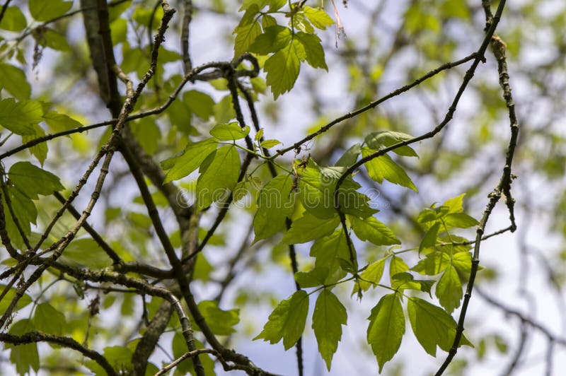 Close Up Branches Of A Acer Negundo Tree At Amsterdam The Netherlands 4-4-2024. Close Up Branches Of A Acer Negundo Tree At Amsterdam The Netherlands 4-4-2024.