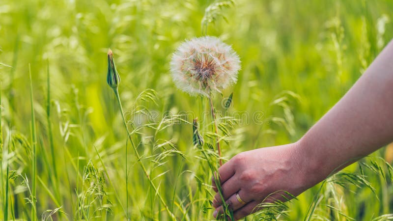 Nära kvinnans hand håller stor vit dandelion. Blåblomma i gröngräs royaltyfria foton