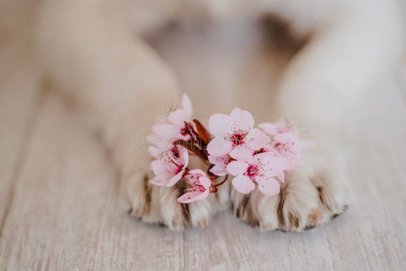 Nära om hundtassarna med en massa mandelträd blommor. vårtidskoncept arkivbilder