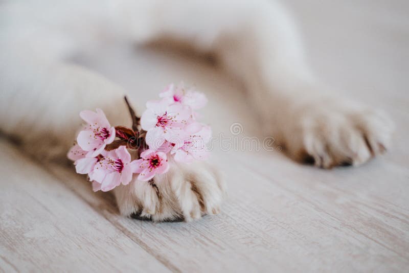 Nära om hundtassarna med en massa mandelträd blommor. vårtidskoncept arkivbilder