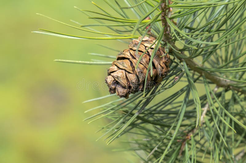 Close Up Pinus Bungeana Tree At Amsterdam The Netherlands 4-4-2024. Close Up Pinus Bungeana Tree At Amsterdam The Netherlands 4-4-2024.