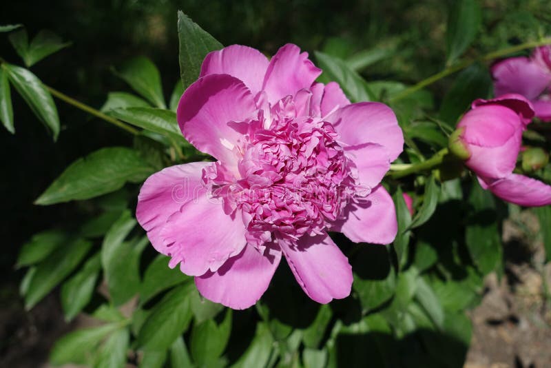 Nära sikt av den rosa blomman av pionen royaltyfri fotografi Nära sikt av den rosa blomman av pionen royaltyfri fotografi