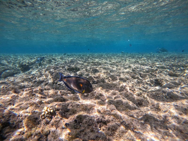 Nära sikt över kirurg eller sohal tang fish acanthurus sohal vid rödhavskorallrev arkivbild
