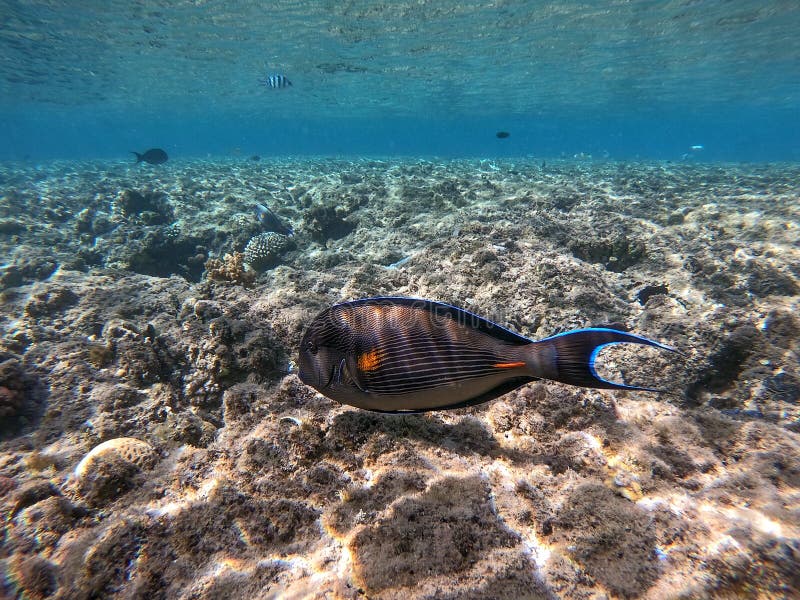 Nära sikt över kirurg eller sohal tang fish acanthurus sohal vid rödhavskorallrev royaltyfri fotografi