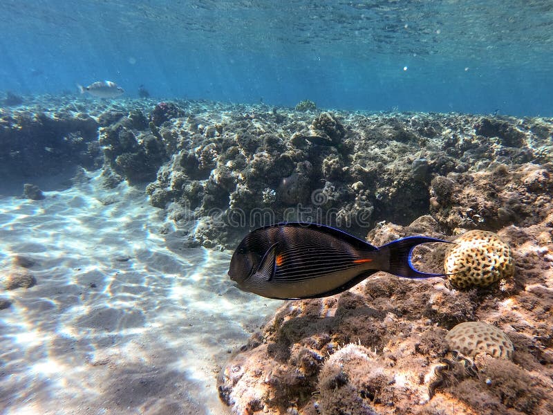 Nära sikt över kirurg eller sohal tang fish acanthurus sohal vid rödhavskorallrev fotografering för bildbyråer