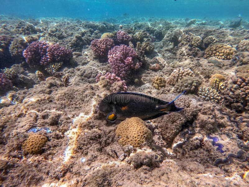 Nära sikt över kirurg eller sohal tang fish acanthurus sohal vid rödhavskorallrev arkivbilder