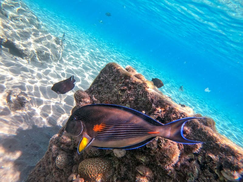 Nära sikt över kirurg eller sohal tang fish acanthurus sohal vid rödhavskorallrev royaltyfri bild