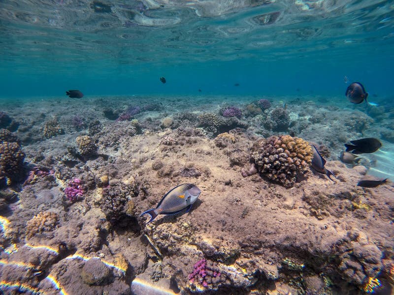Nära sikt över kirurg eller sohal tang fish acanthurus sohal vid rödhavskorallrev fotografering för bildbyråer