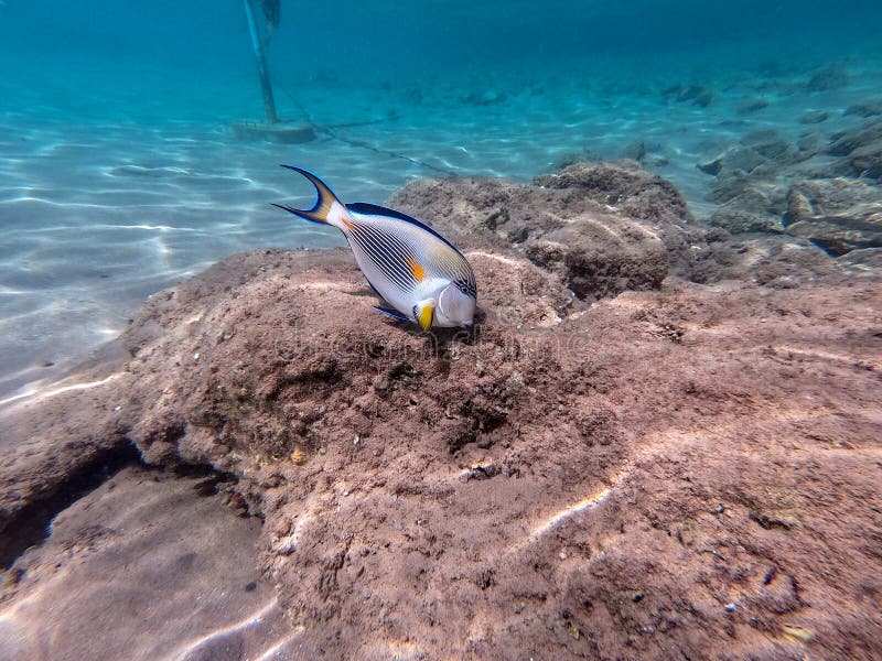 Nära sikt över kirurg eller sohal tang fish acanthurus sohal vid rödhavskorallrev fotografering för bildbyråer