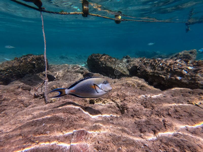 Nära sikt över kirurg eller sohal tang fish acanthurus sohal vid rödhavskorallrev arkivfoto
