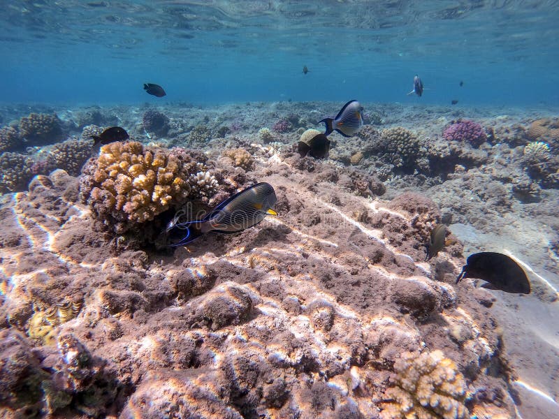 Nära sikt över kirurg eller sohal tang fish acanthurus sohal vid rödhavskorallrev royaltyfria foton