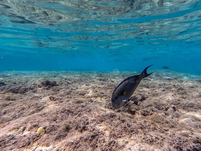 Nära sikt över kirurg eller sohal tang fish acanthurus sohal vid rödhavskorallrev arkivbilder