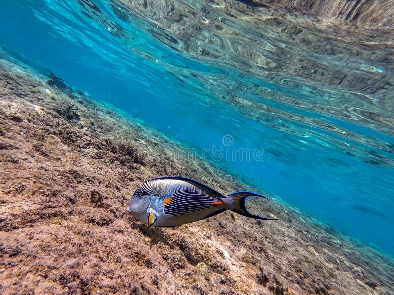 Nära sikt över kirurg eller sohal tang fish acanthurus sohal vid rödhavskorallrev fotografering för bildbyråer