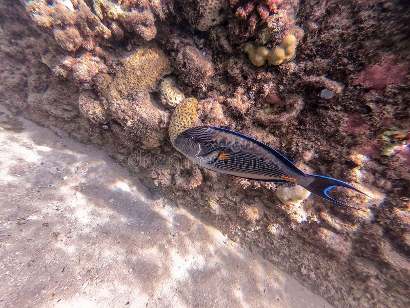 Nära sikt över kirurg eller sohal tang fish acanthurus sohal vid rödhavskorallrev royaltyfri foto