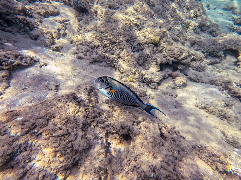 Nära sikt över kirurg eller sohal tang fish acanthurus sohal vid rödhavskorallrev arkivfoton