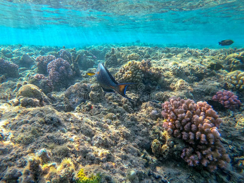 Nära sikt över kirurg eller sohal tang fish acanthurus sohal vid rödhavskorallrev arkivbilder