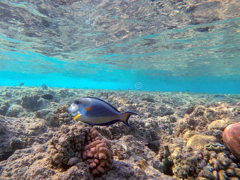 Nära sikt över kirurg eller sohal tang fish acanthurus sohal vid rödhavskorallrev fotografering för bildbyråer